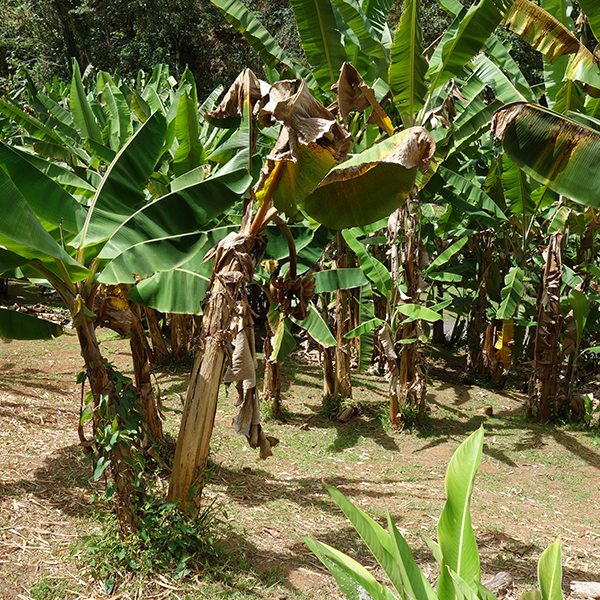 Sortie nature martinique