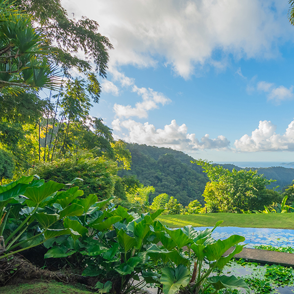 Jardin botanique martinique