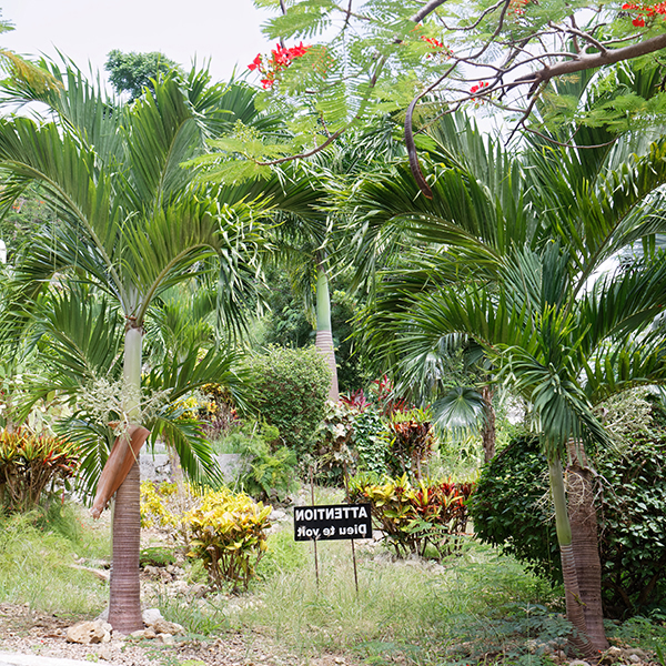 Jardin botanique martinique