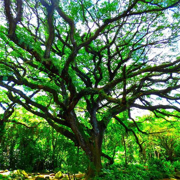 Jardin botanique martinique