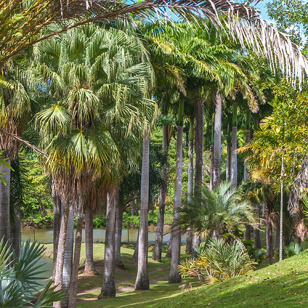 Parc national martinique