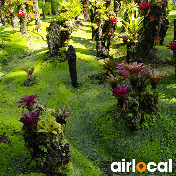 Jardin botanique martinique