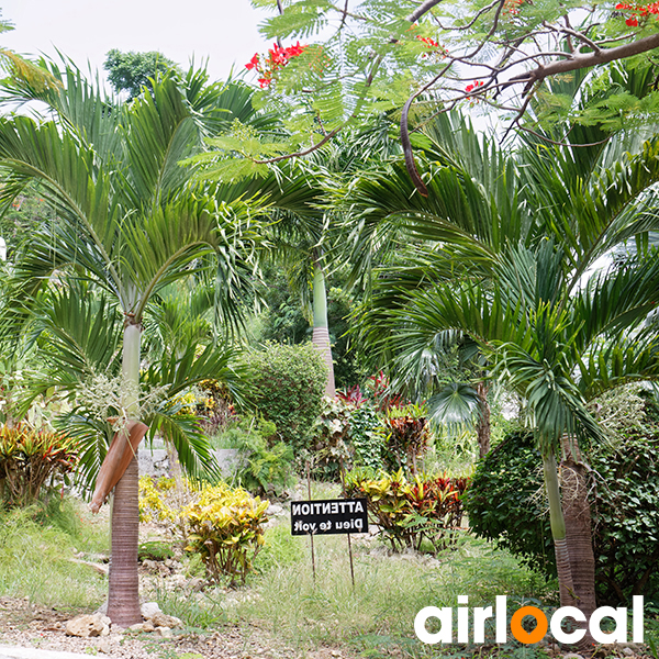 Jardin botanique martinique