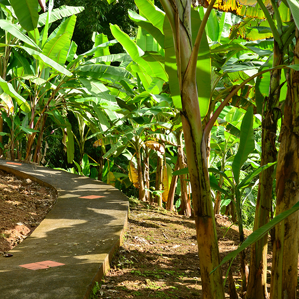 Parc national martinique