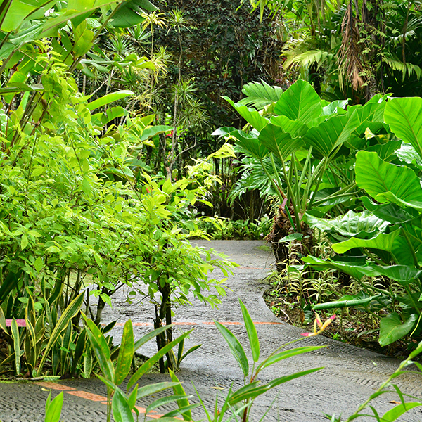 Jardin botanique martinique