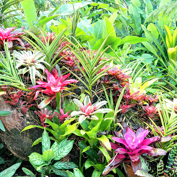 Jardin botanique martinique