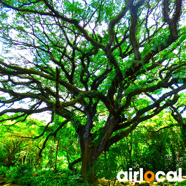 Jardin botanique martinique