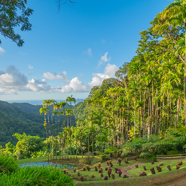 Jardin botanique martinique