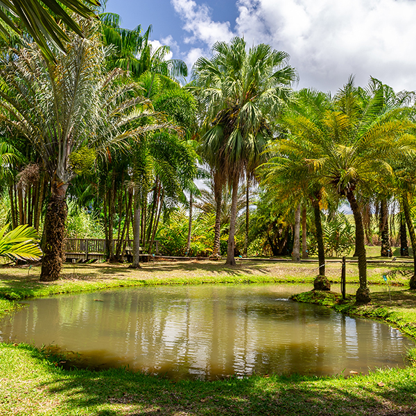 Jardin botanique martinique