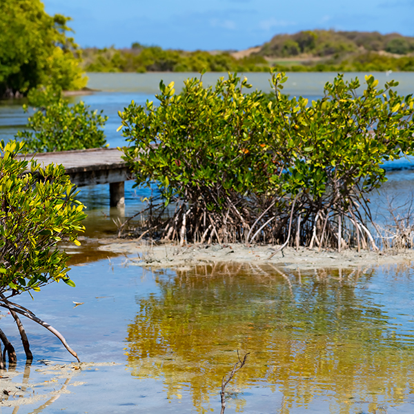 Sortie nature martinique