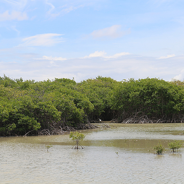 Sortie nature martinique