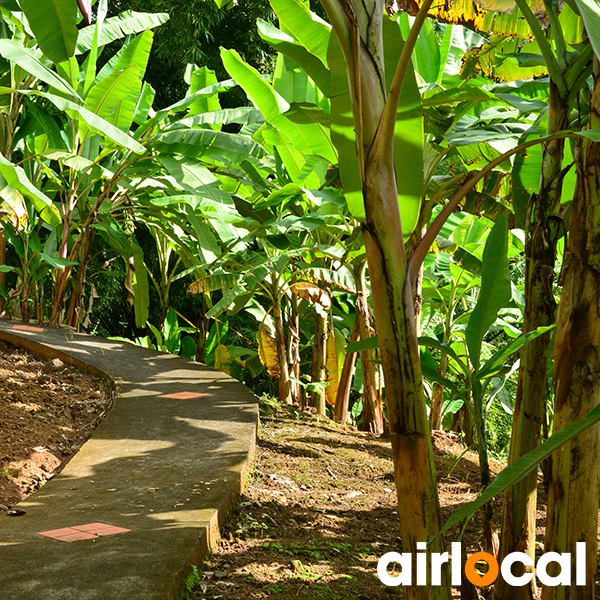 Jardin botanique martinique