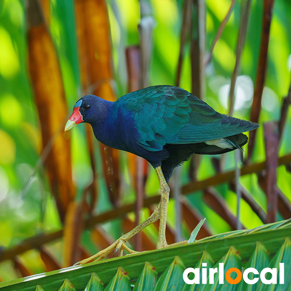 Sortie nature martinique