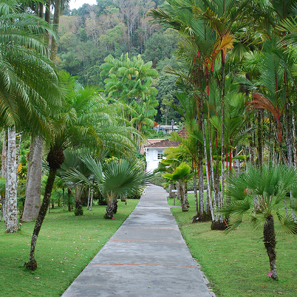 Jardin botanique martinique