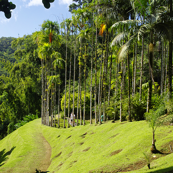 Jardin botanique martinique