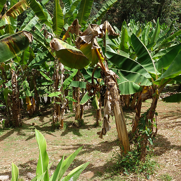 Parc national martinique