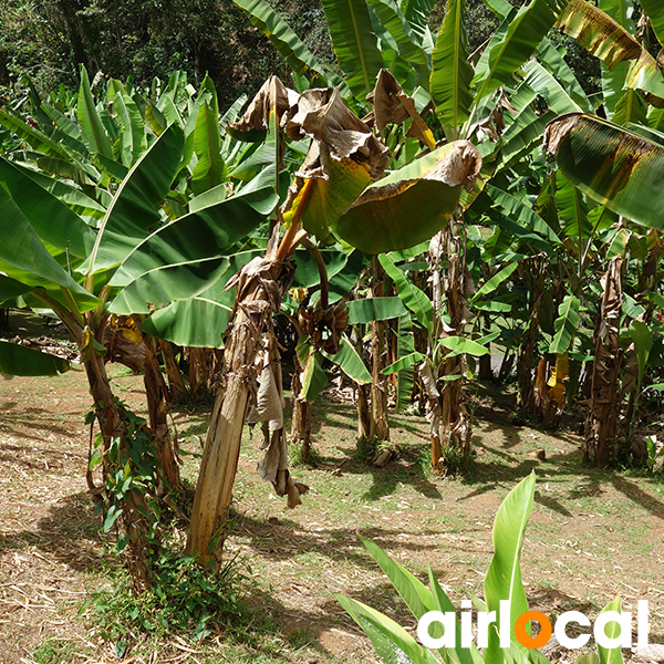 Jardin botanique martinique