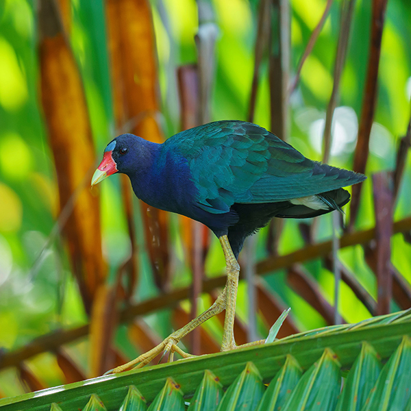 Parc national martinique