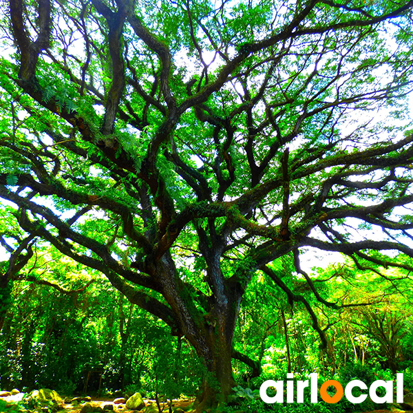 Jardin botanique martinique