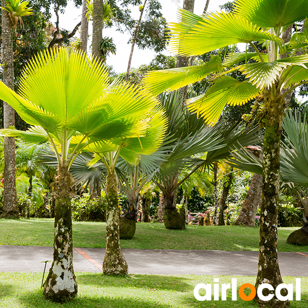 Jardin botanique martinique