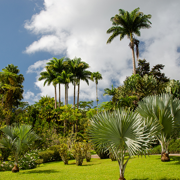 Jardin botanique martinique