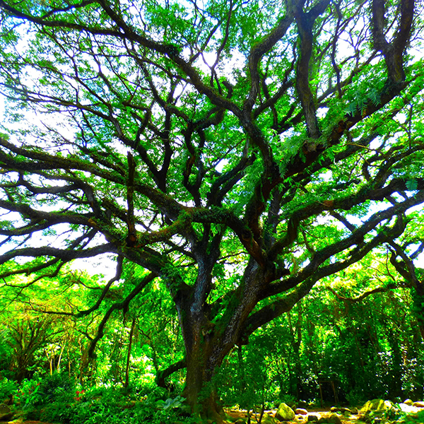 Jardin botanique martinique