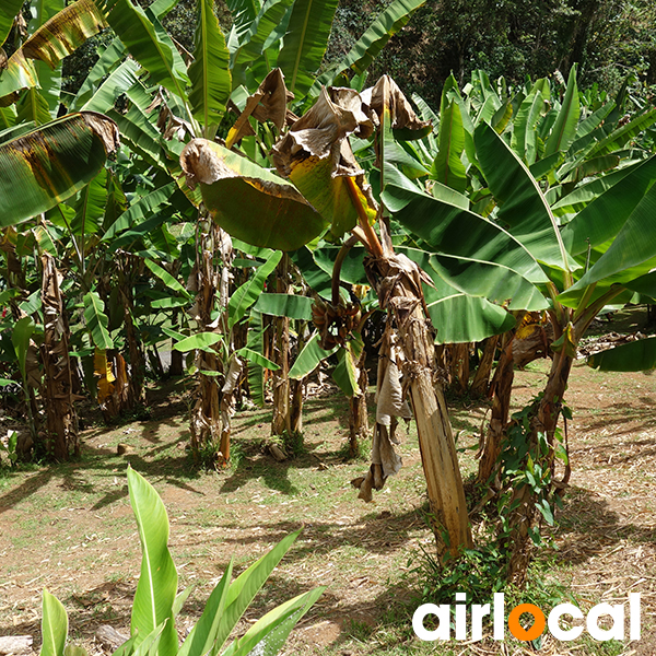 Jardin botanique martinique