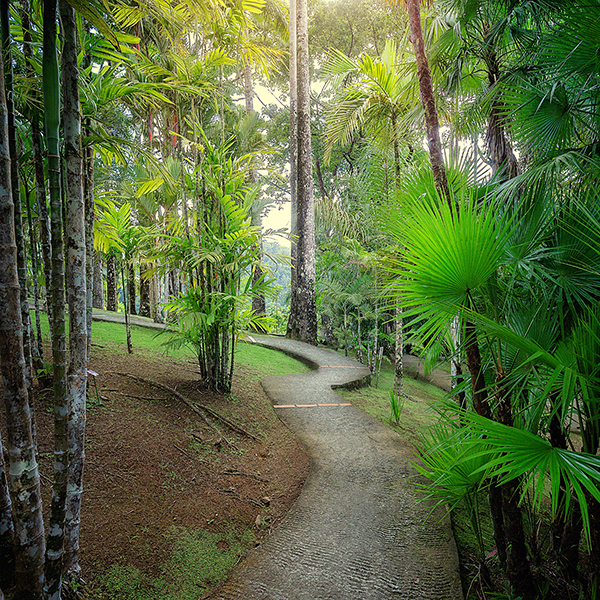 Parc national martinique