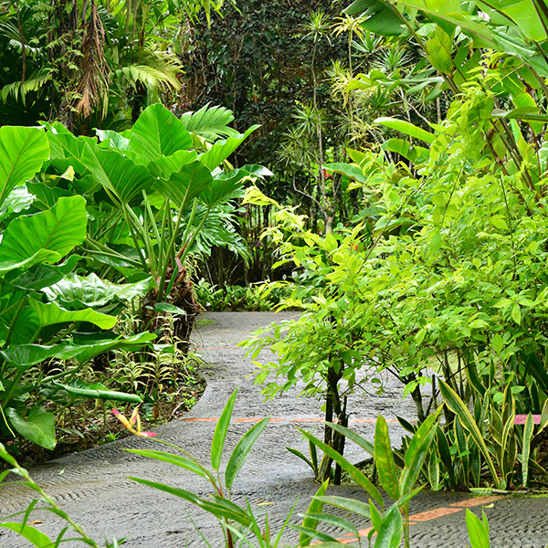 Jardin botanique martinique