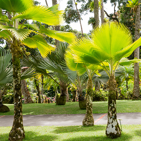 Parc national martinique