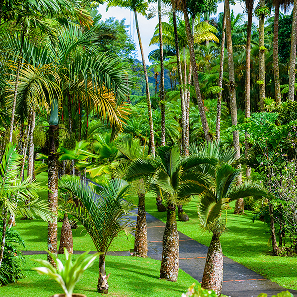 Jardin botanique martinique