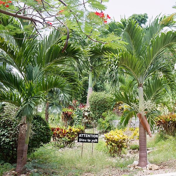 Sortie nature martinique