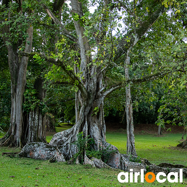 Jardin botanique martinique