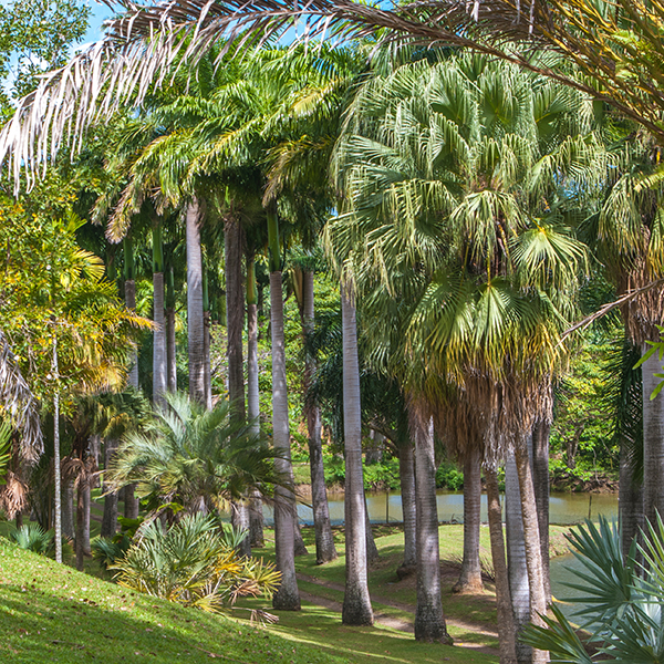 Jardin botanique martinique