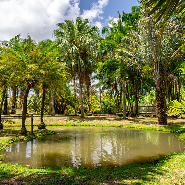 Sortie nature martinique