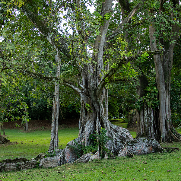 Parc national martinique