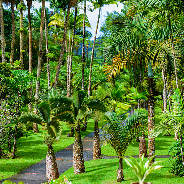 Parc national martinique