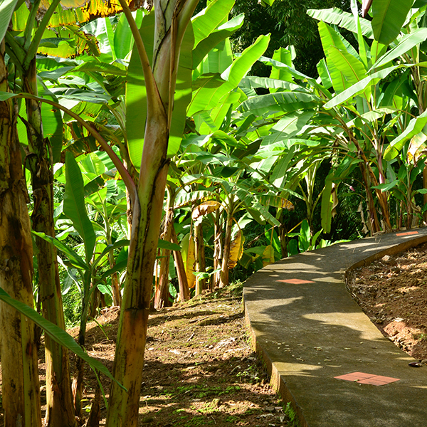 Parc national martinique