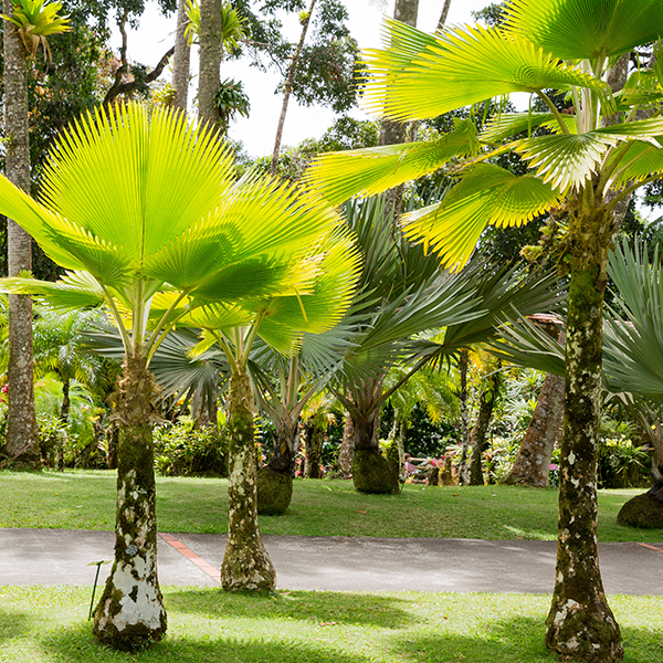 Jardin botanique martinique