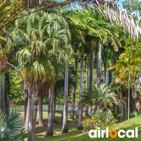 Jardin botanique martinique