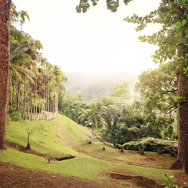 Jardin botanique martinique