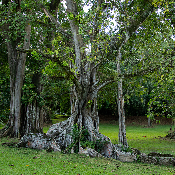 Jardin botanique martinique