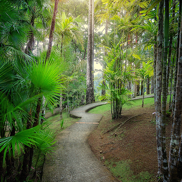 Jardin botanique martinique