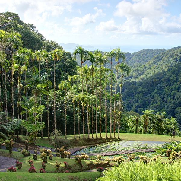 Jardin botanique martinique