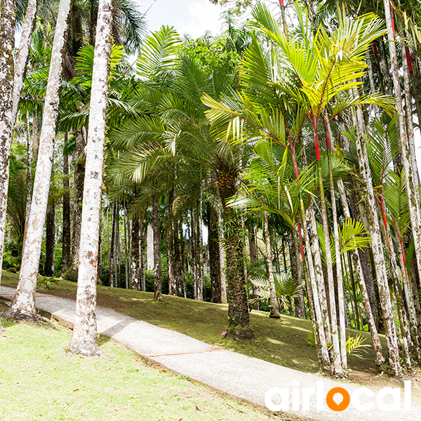 Jardin botanique martinique