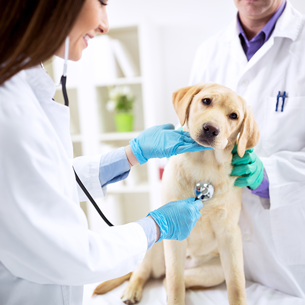 Veterinaire martinique