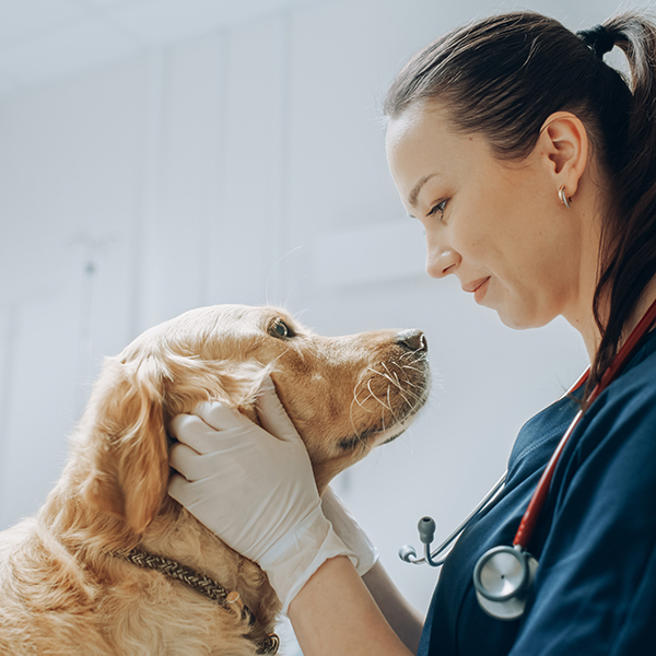 Veterinaire martinique