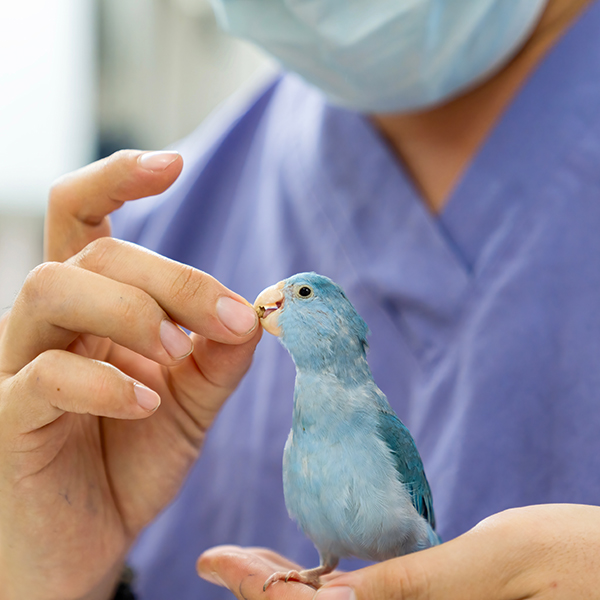 Veterinaire martinique