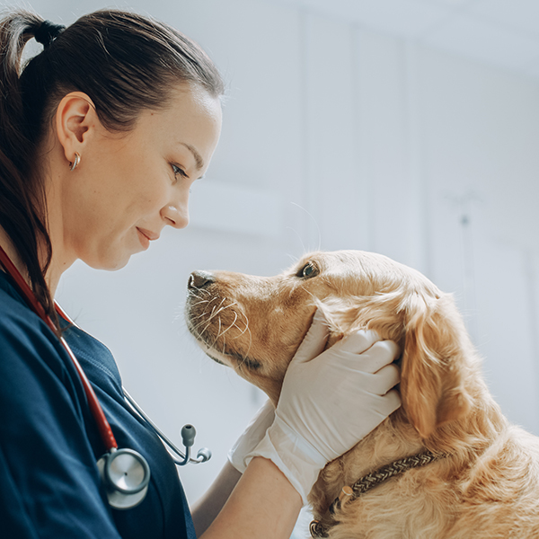 Veterinaire martinique