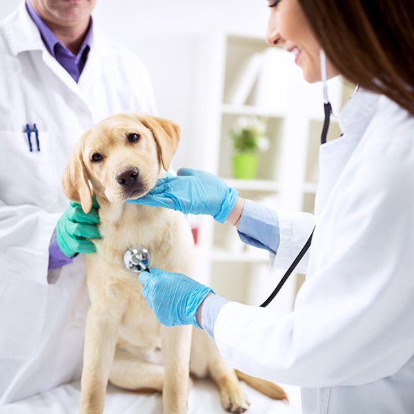 Veterinaire martinique